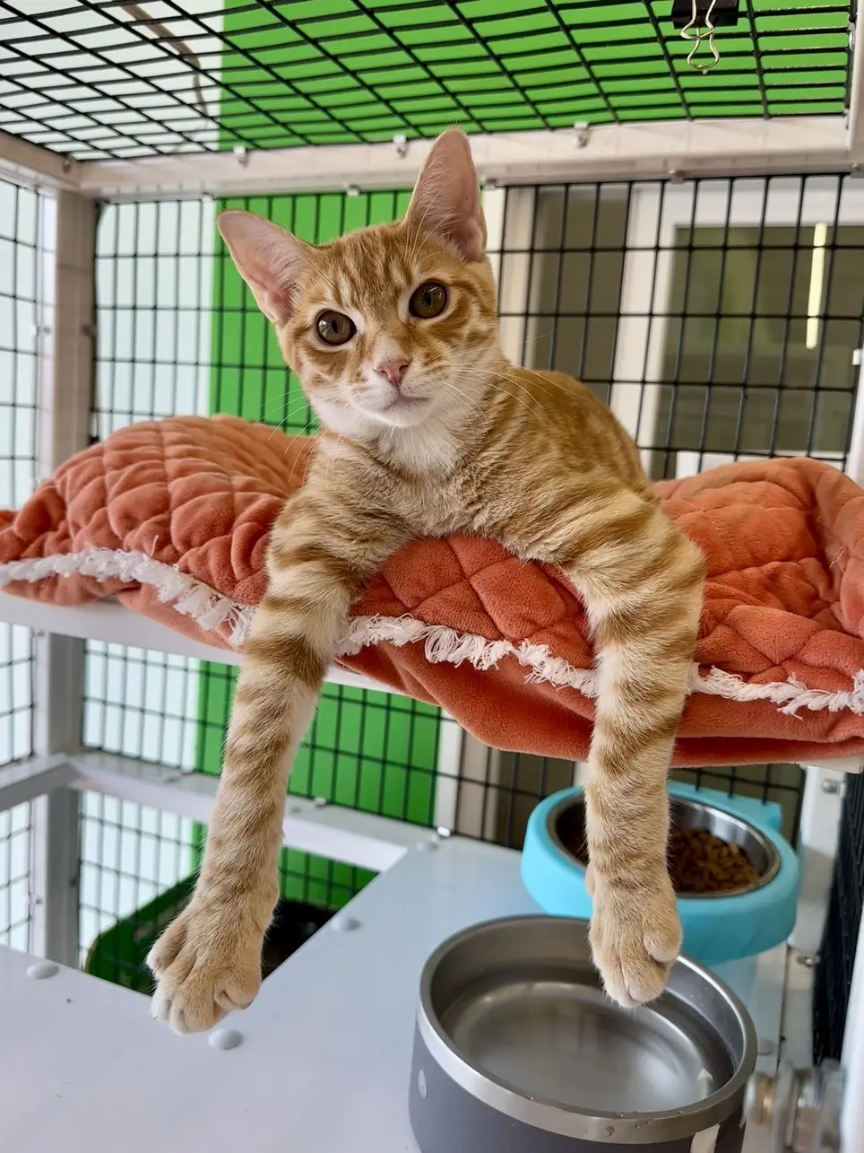 Pet Store Kitty Care - Western Lake Worth