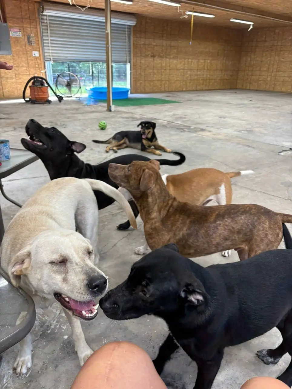 Dog Socializers