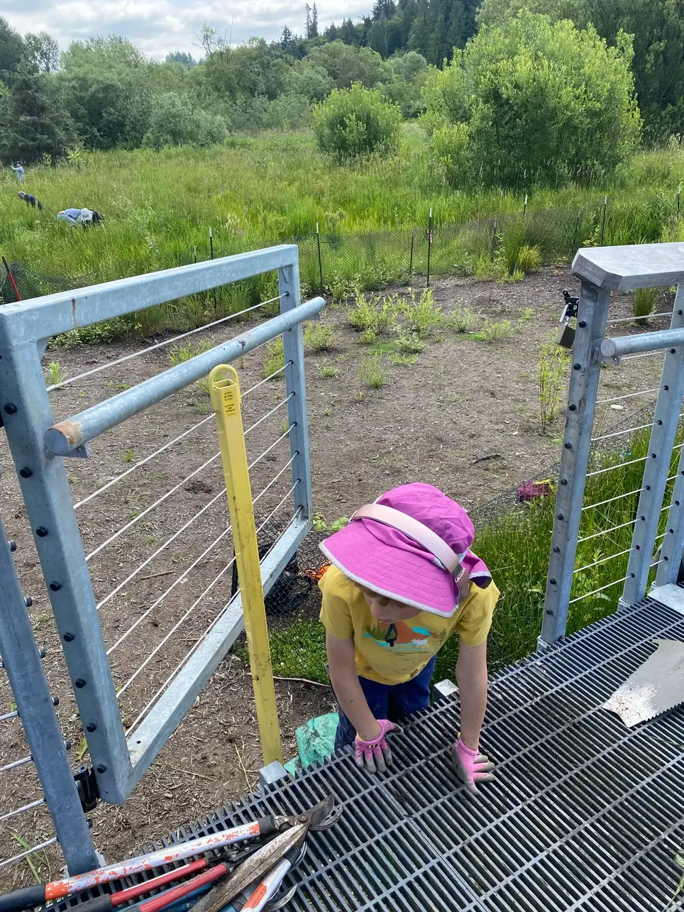 4/11/2026 habitat restoration event at ƛ̕ax̌ʷadis (TI' awh-ah-dees) Park in Kenmore!