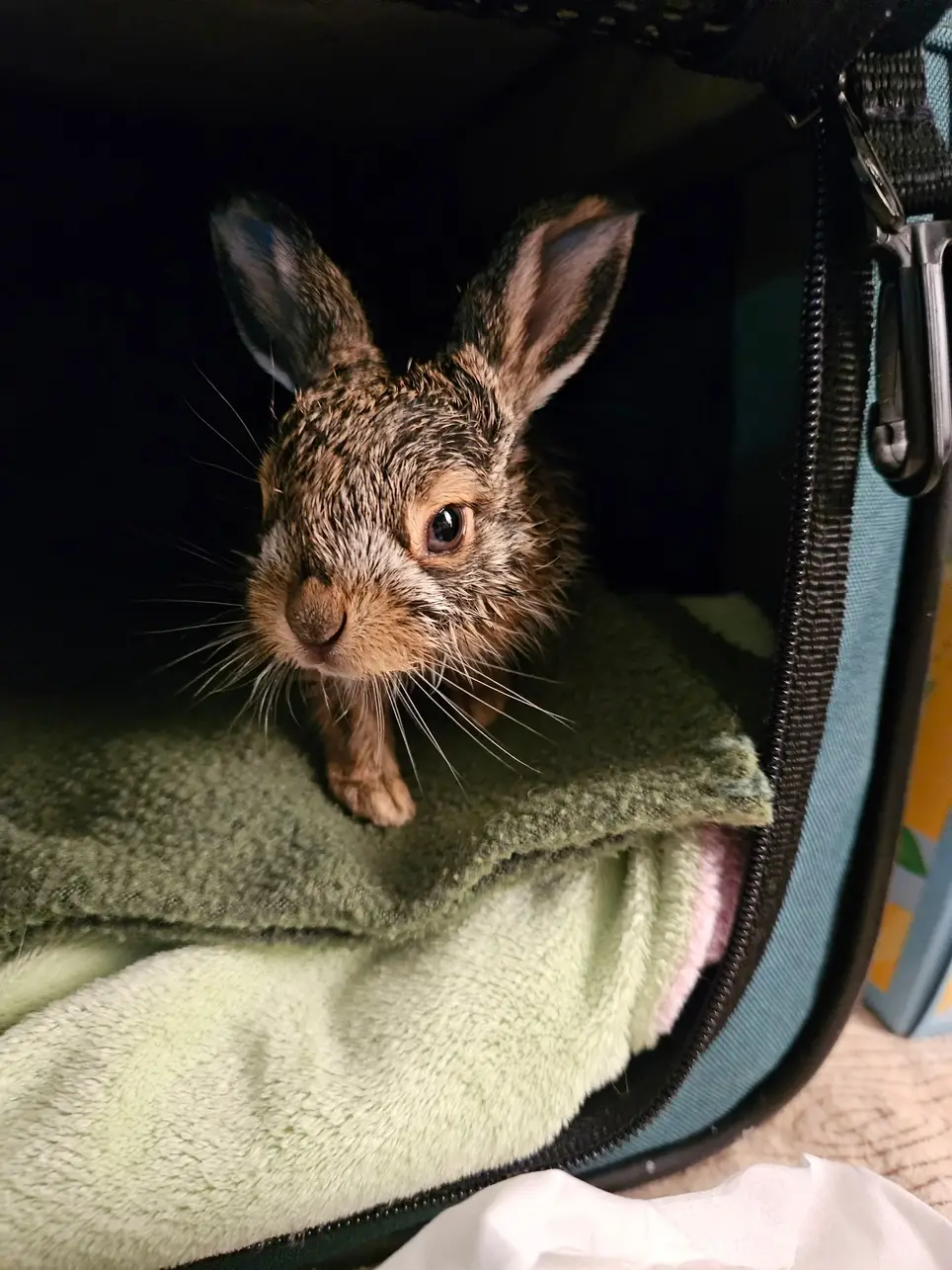 Volunteer Helping Urban Wildlife