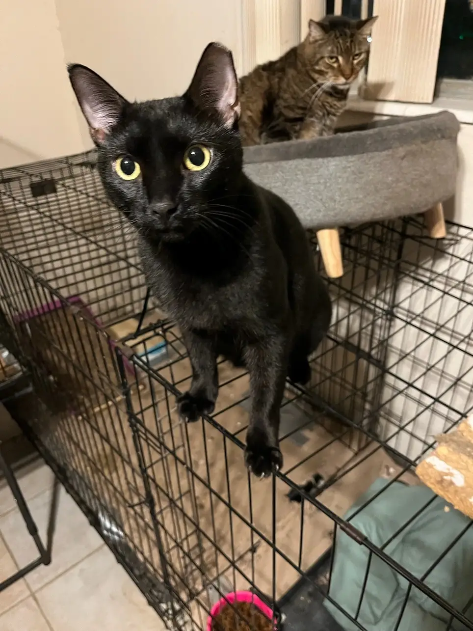 Volunteers  and Fosters needed for rescue animals. Hours vary.