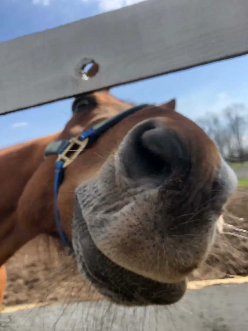 Daily Help Needed in Caring for our Gorgeous Herd of Horses