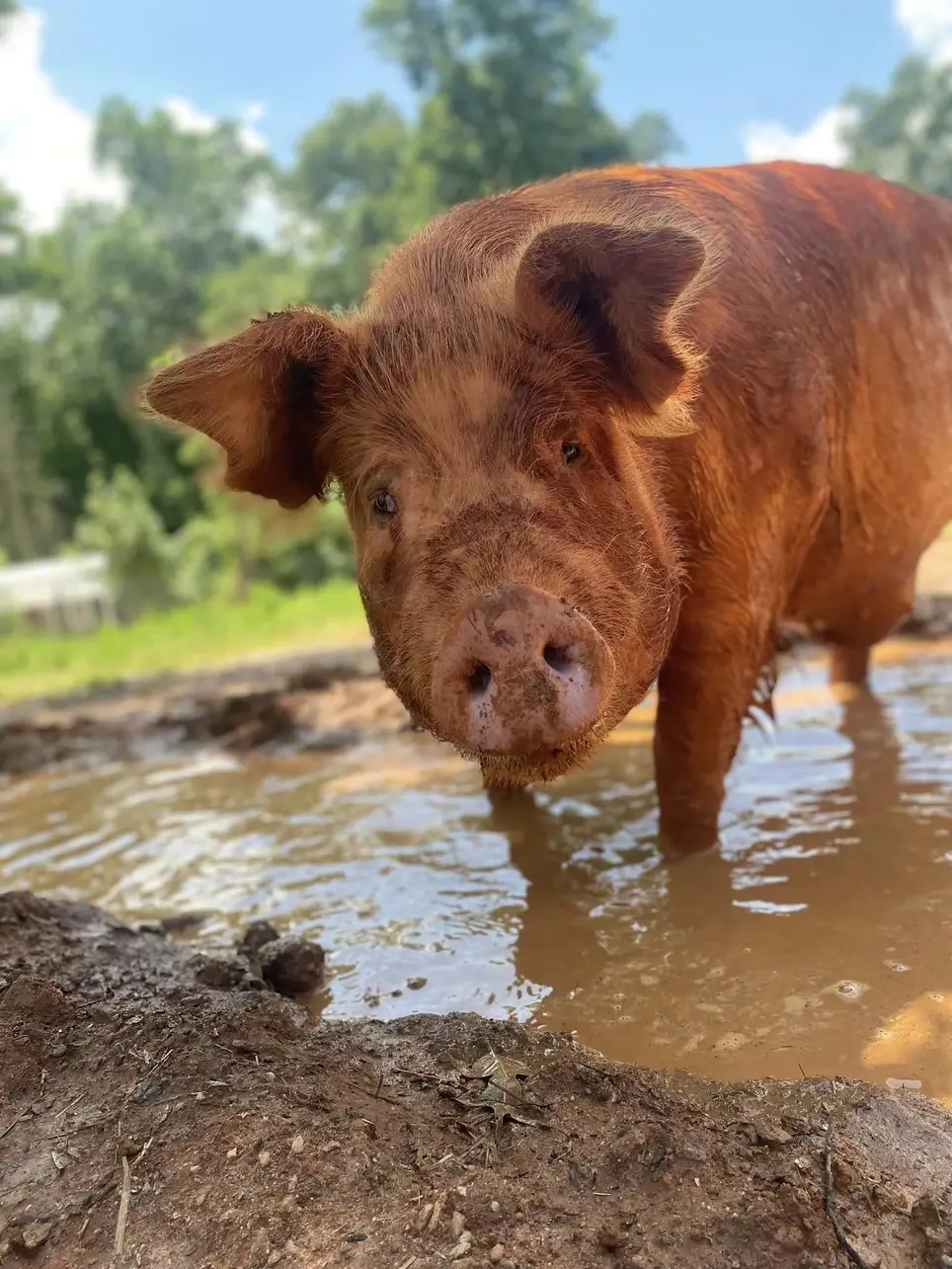 Summer Saturdays 10AM - 2PM Volunteer Work Days at Outsiders Farm & Sanctuary