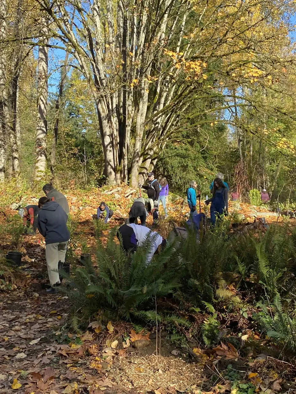 1/3 Swamp Creek Habitat Restoration Project Work Party (in Kenmore) - Wallace Swamp Creek Park