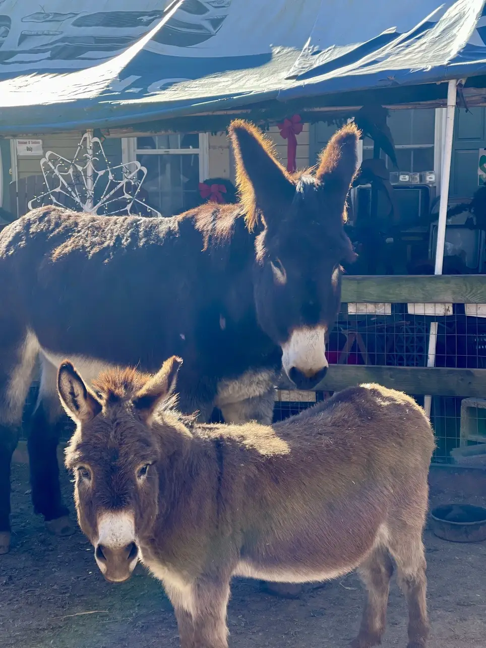 Equine Rescue in Clayton, NC needs volunteers!