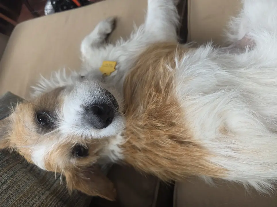 Dog Trainer for Rescue Pups