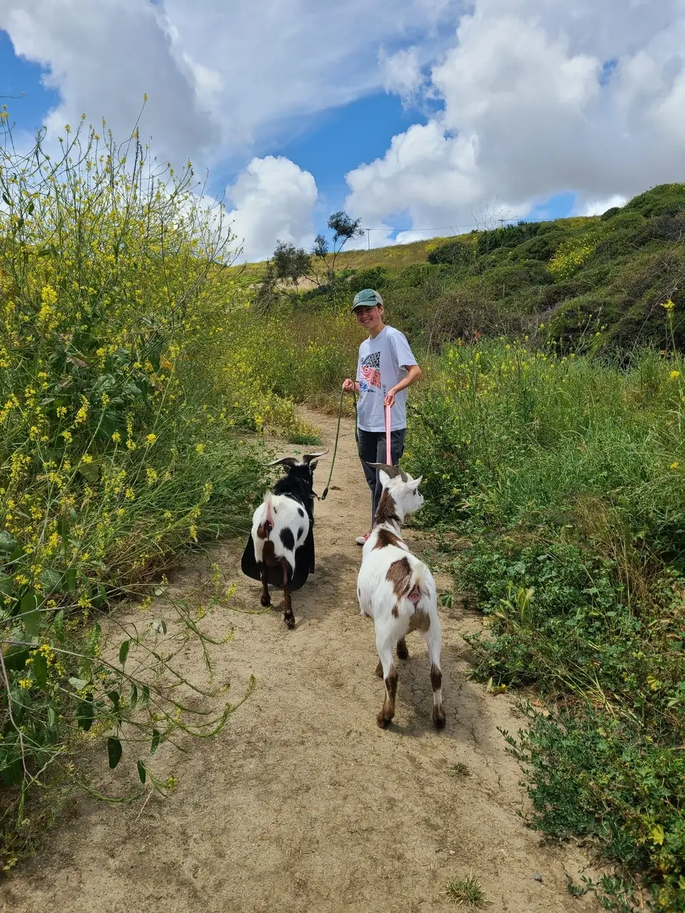 Morning Goat Walker – Start Your Day on the Hillside!