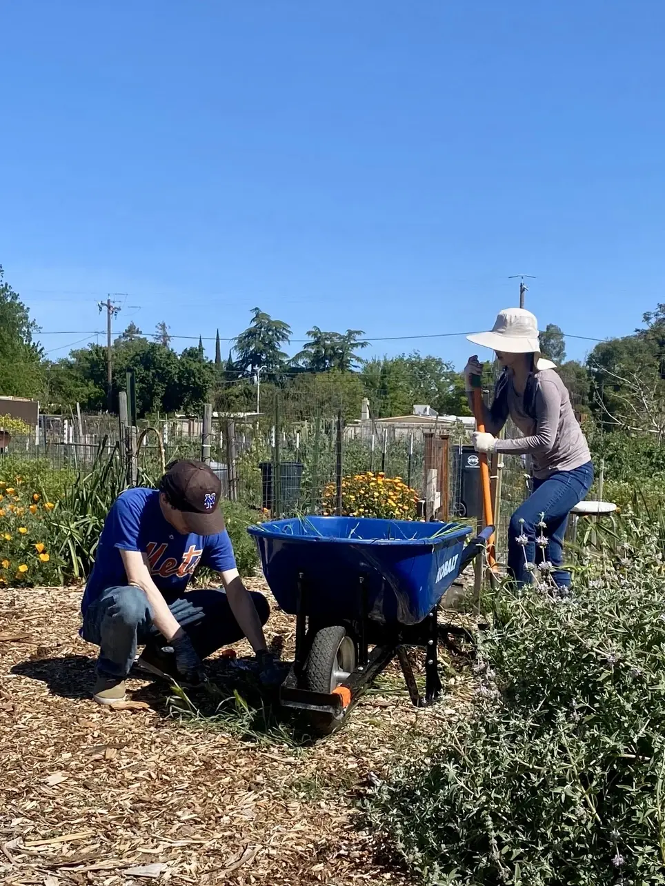Dig In at the Davis Community Garden!