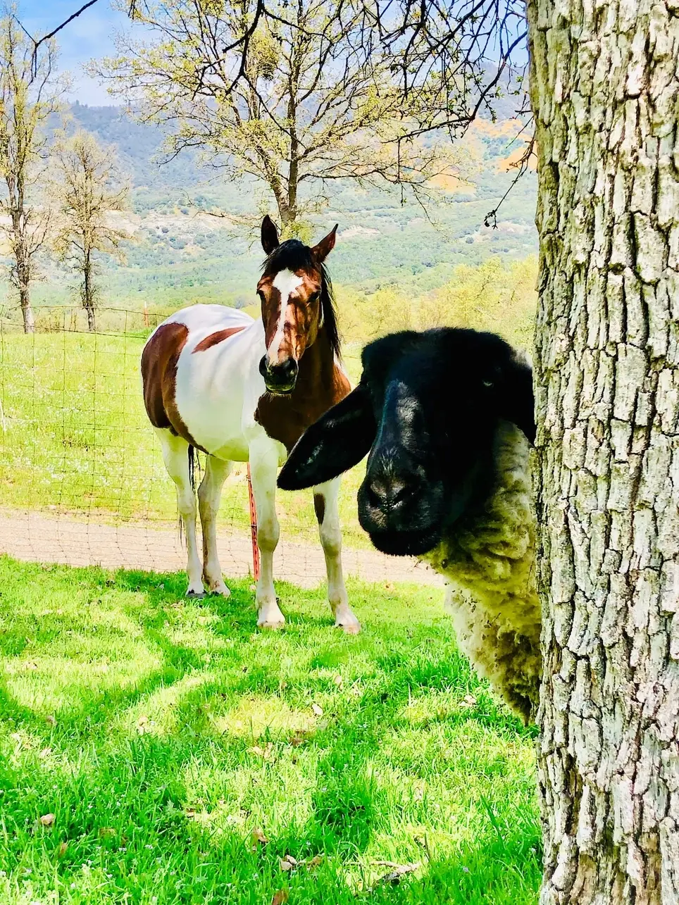 Wordpress Template help and content