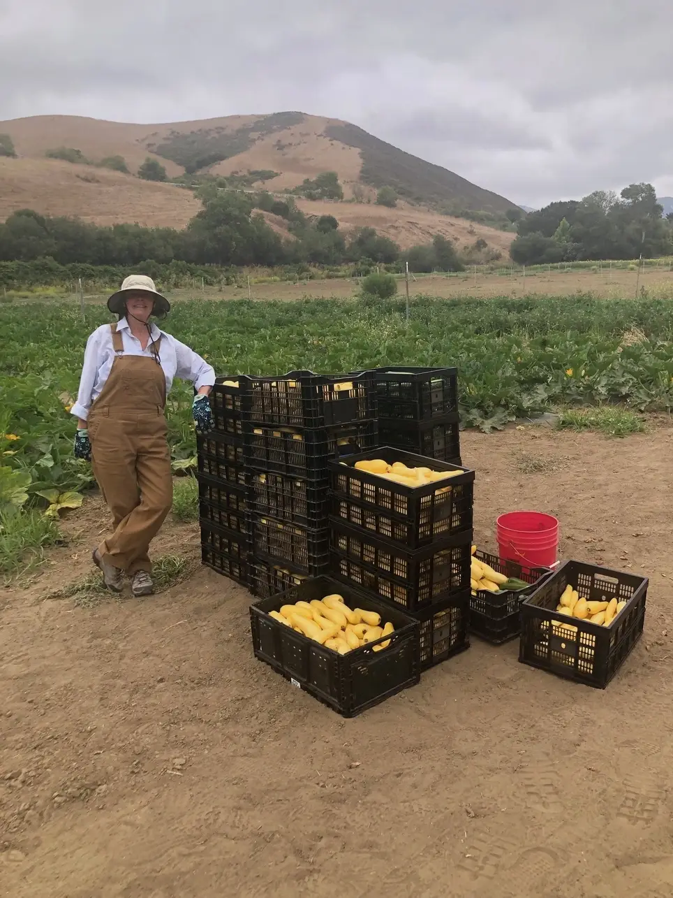 Grow Vegetables for Donation at Shepherd Giving Farm