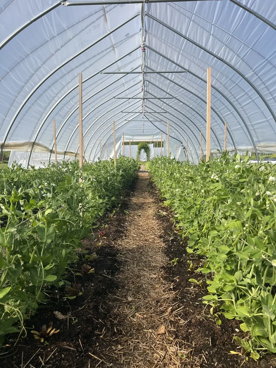 Farm Volunteering at Growing to Give