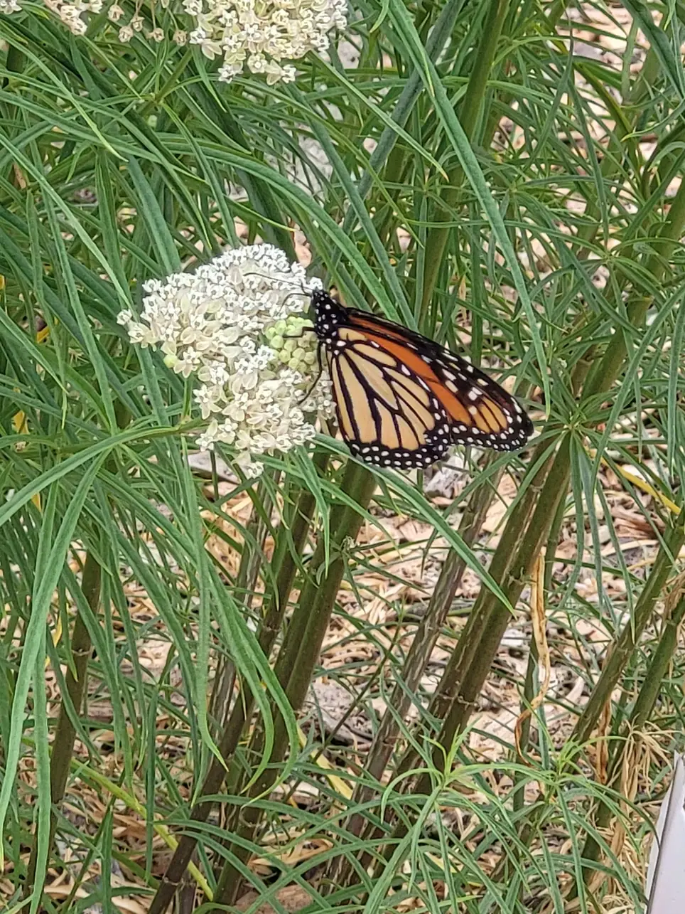 Monarch Nature Trail Volunteer Day
