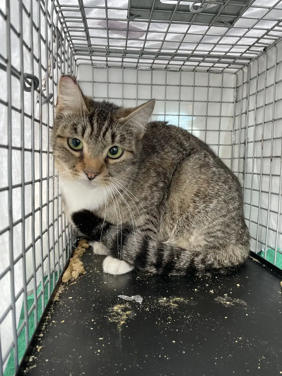 Trap-Neuter-Return Volunteer