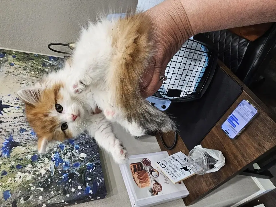 Animal Welfare Community Outreach Volunteer (Remote)