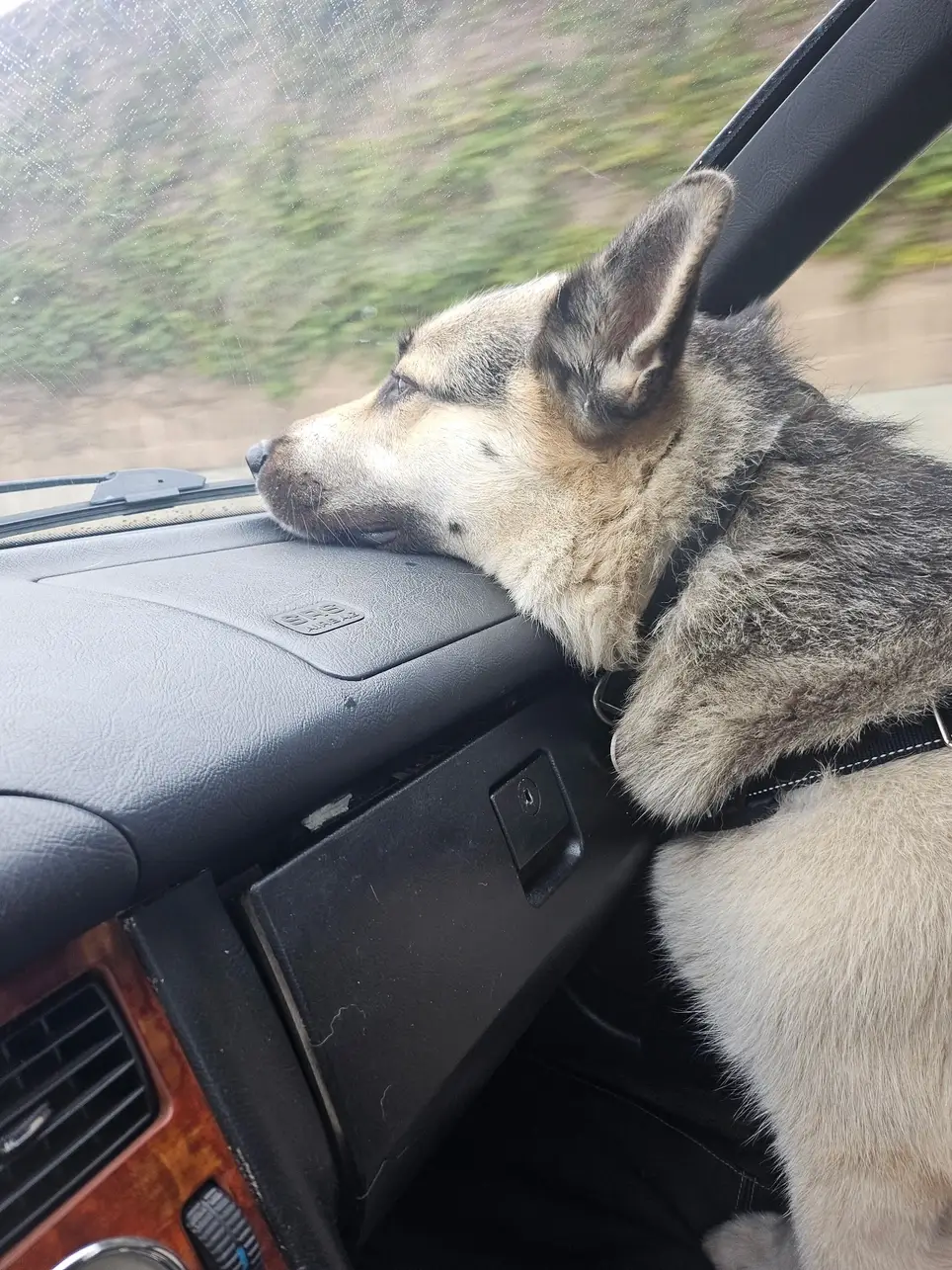 Standby Volunteers Needed for Doggy Emergencies!