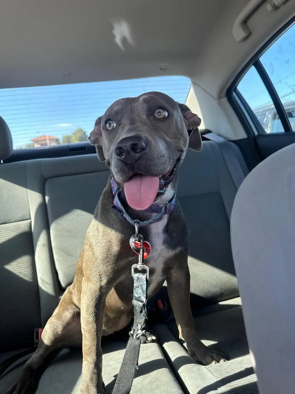Get Paid to foster a rescue dog!