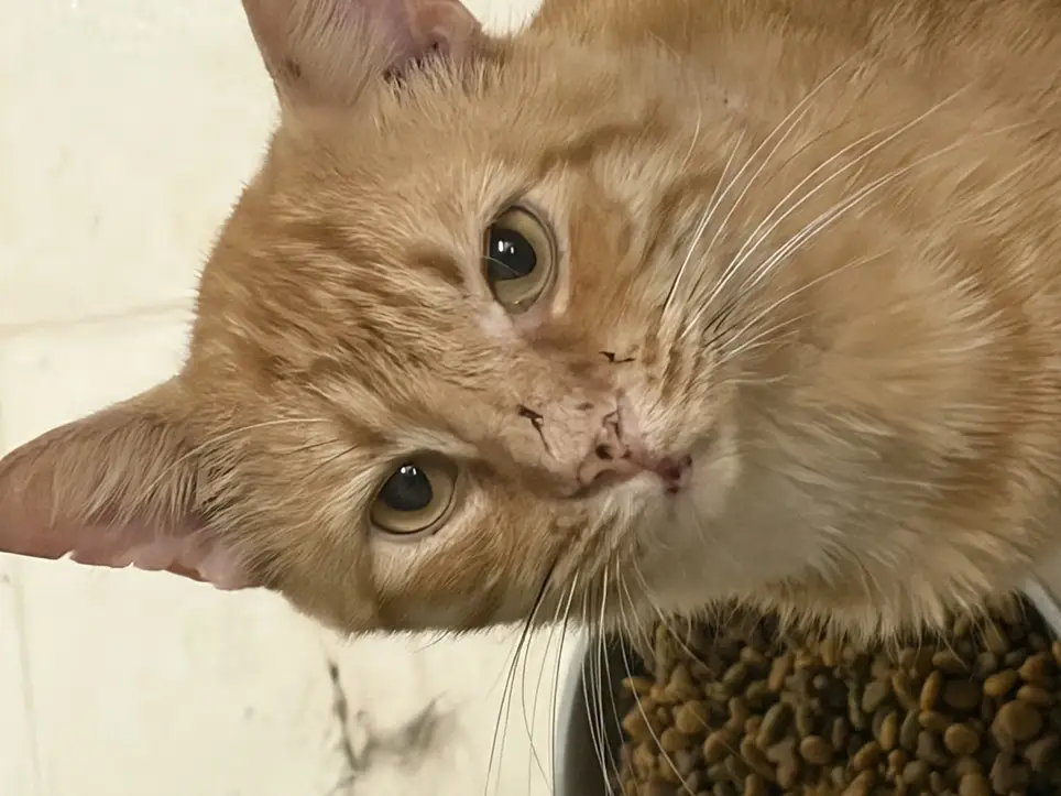Instagram & Facebook Volunteer – Help Rescue Cats Be Seen and Adopted