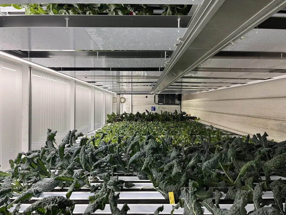 Hydroponic Farm Volunteer - Taunton Clubhouse