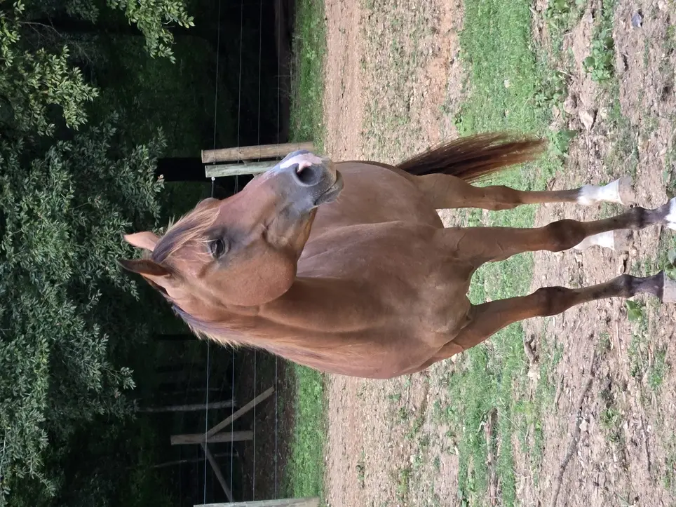 Horse rescue volunteers