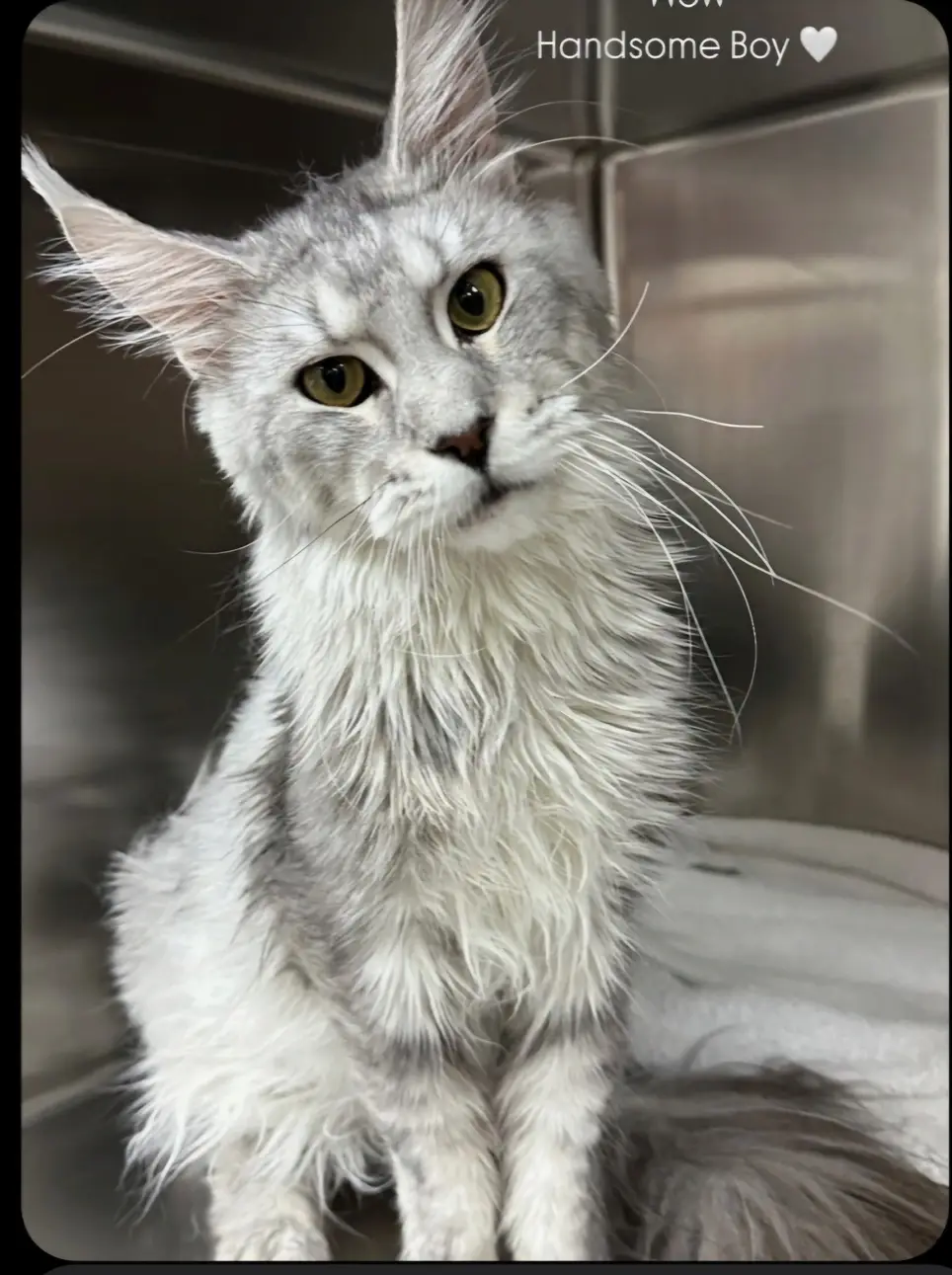 Care Cuddlers for Rescue Cats & Kittens