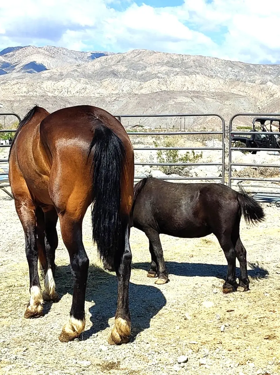 🧠 Animal Training & Enrichment Volunteer: