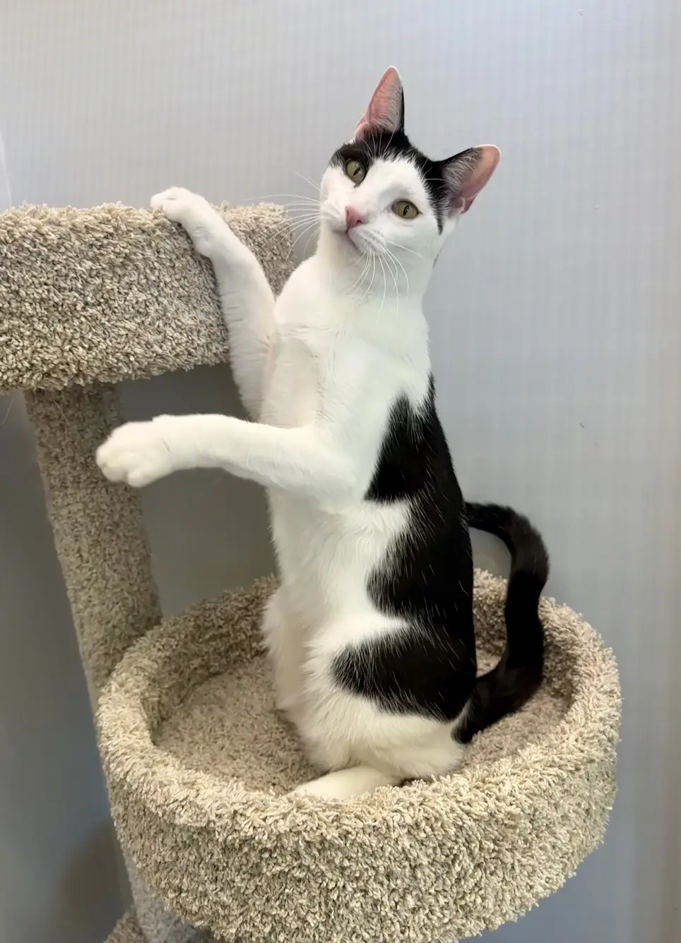 Pet Store Kitty Care - Boynton Beach