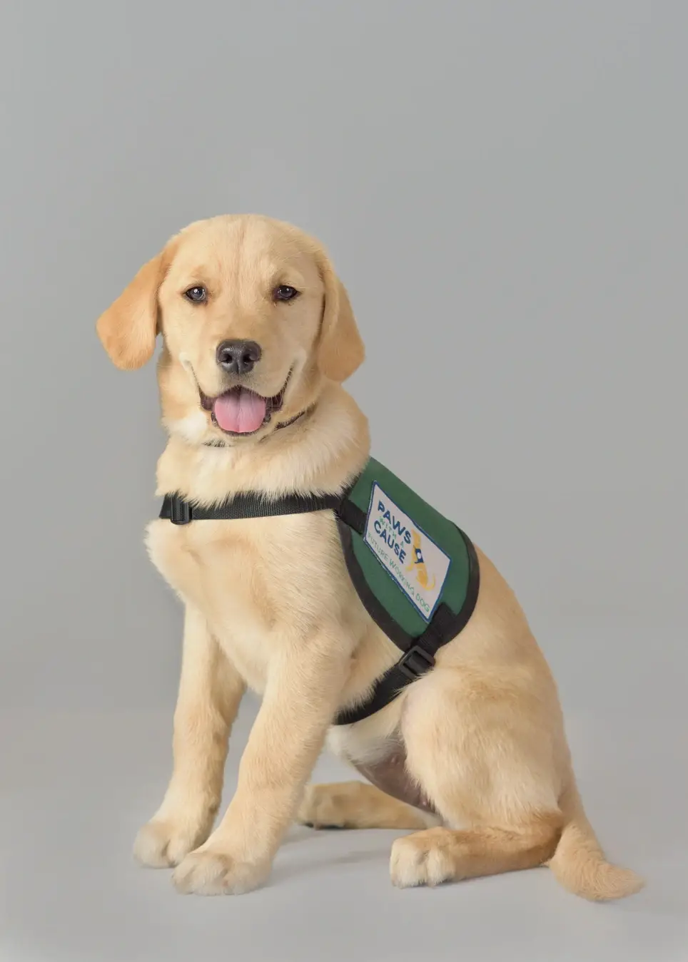 Love Puppies?   Want to make a difference is someone's life?