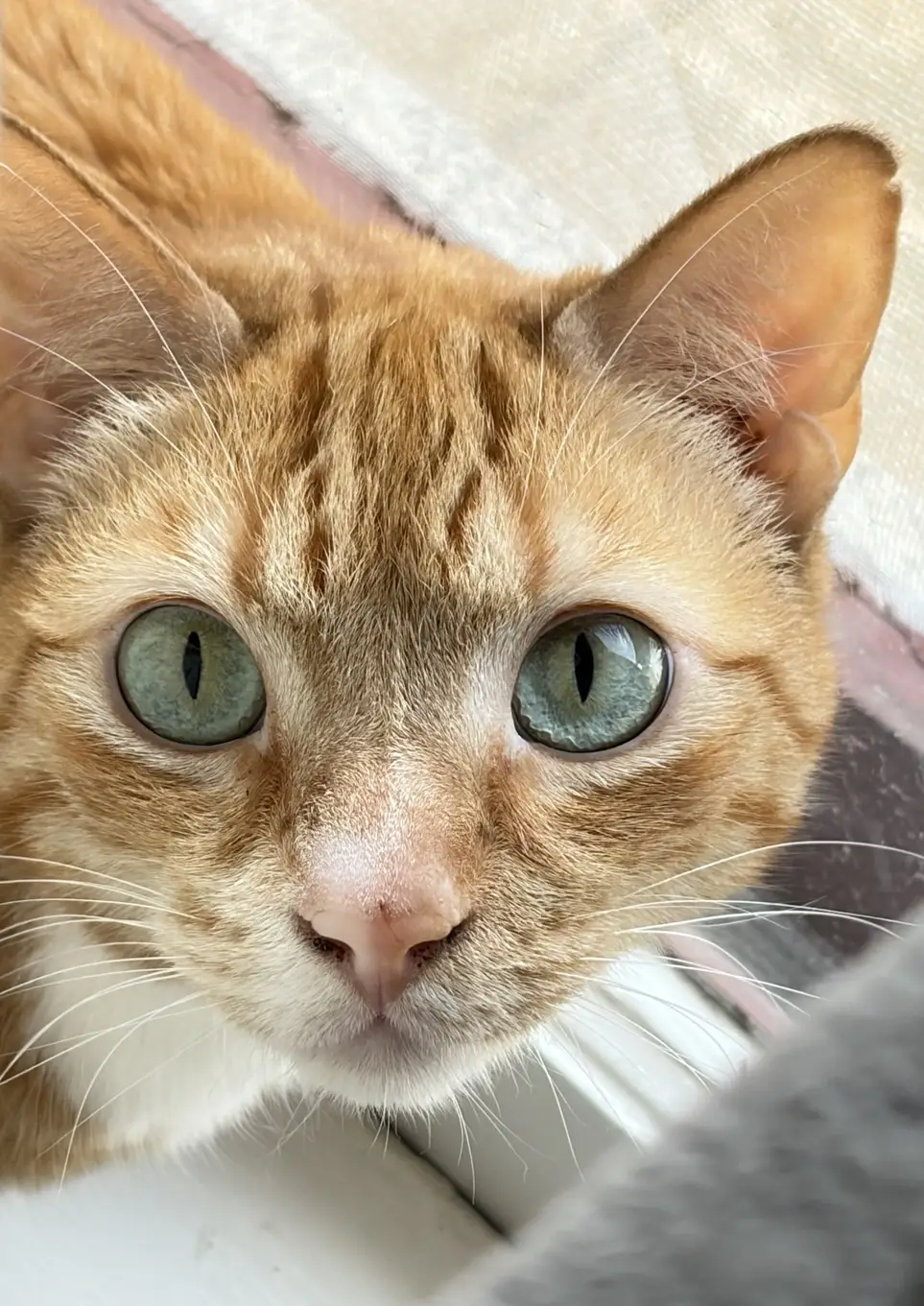 Foster a Loving Adult Cat