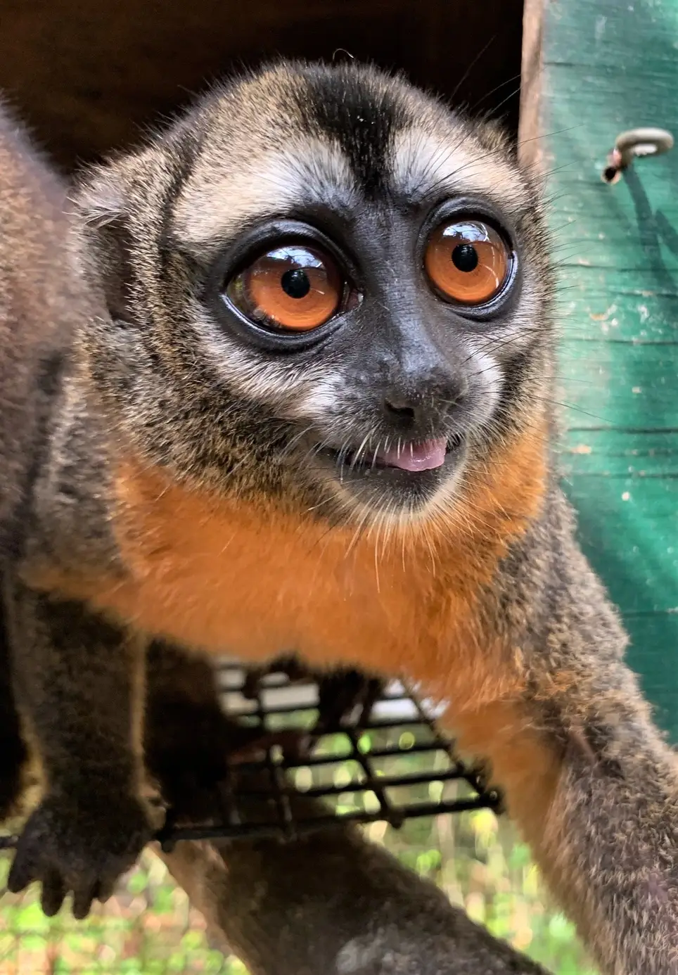 Animal Care Volunteer