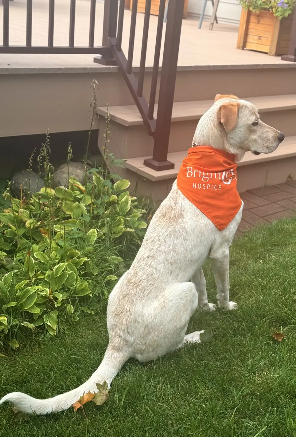 Pet Therapy To Brighton The Day For Hospice Patients