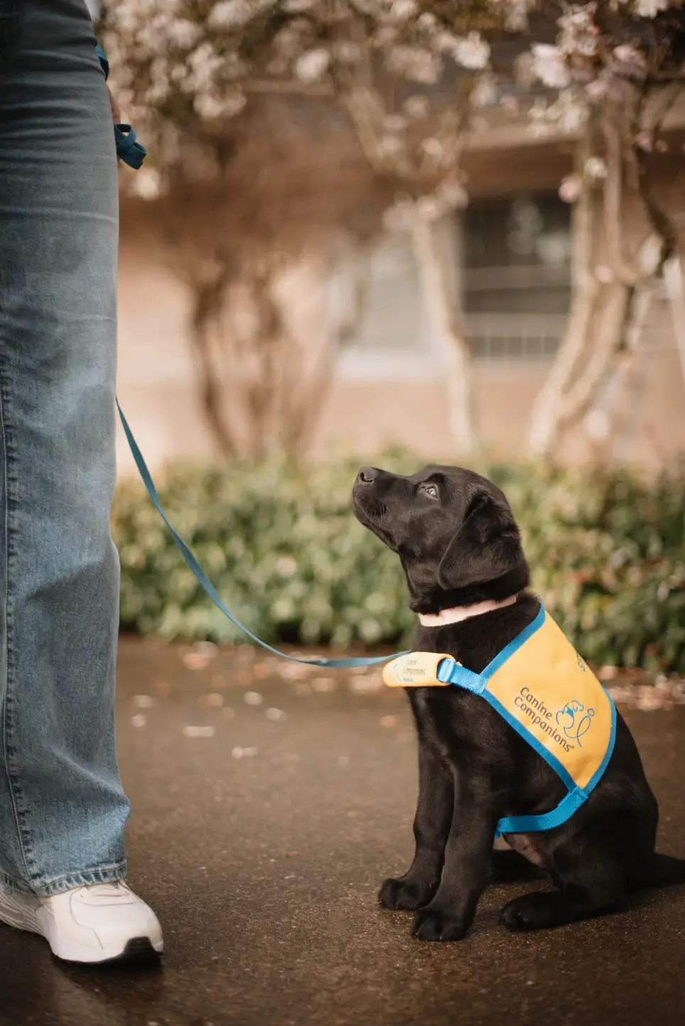 Puppy Raisers Needed to Raise a future service dog puppy!