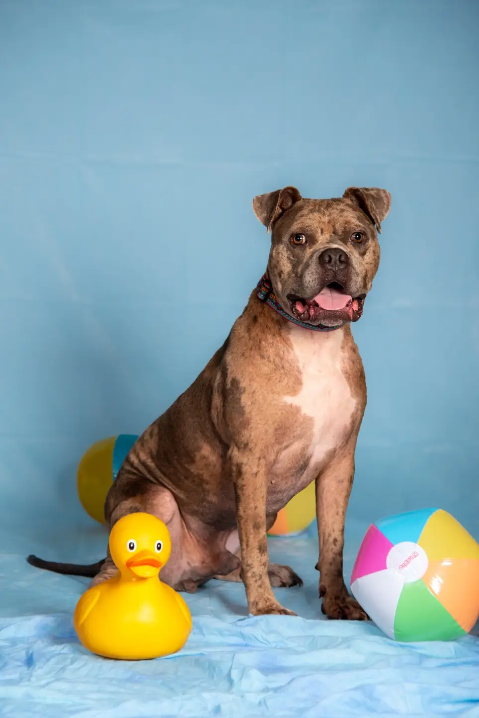 Adoption Coordinator