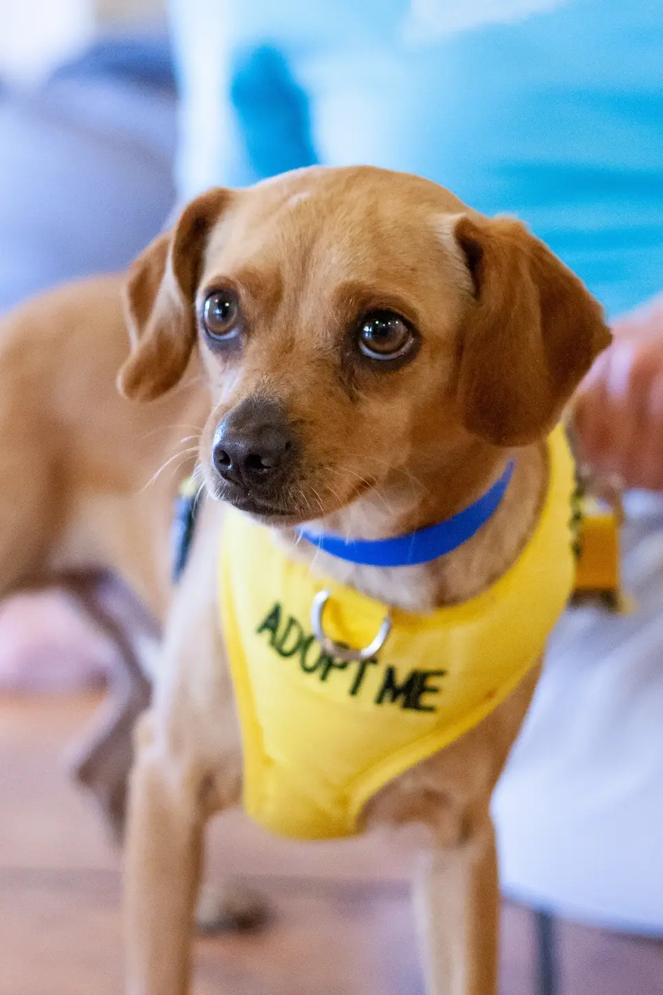 Be a Foster Parent (dog/cat/kitten)