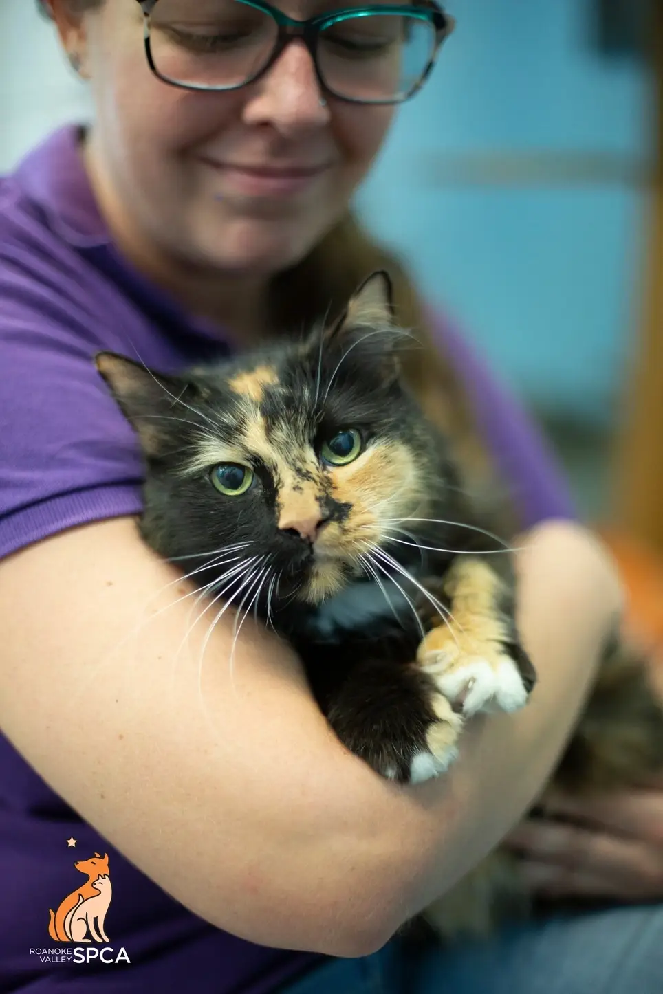 Be a Hero for Shelter Cats at the Roanoke Valley SPCA