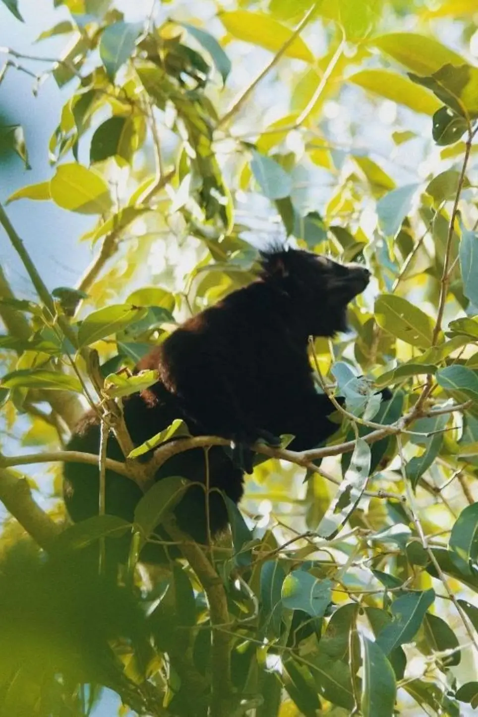 Forest Conservation Program