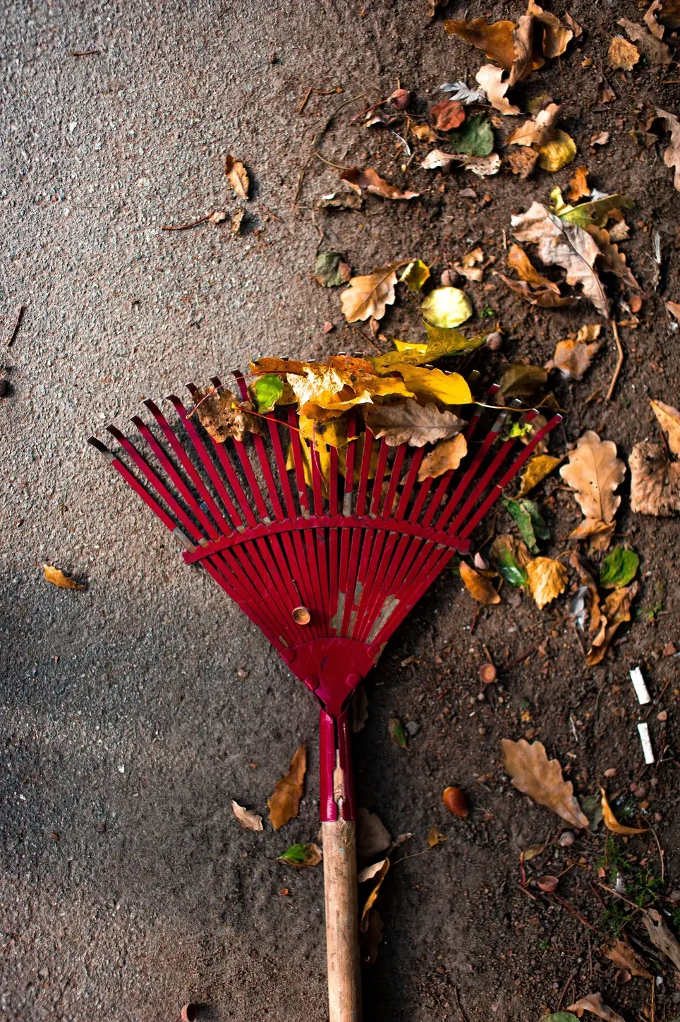 Fall Yard Cleanup