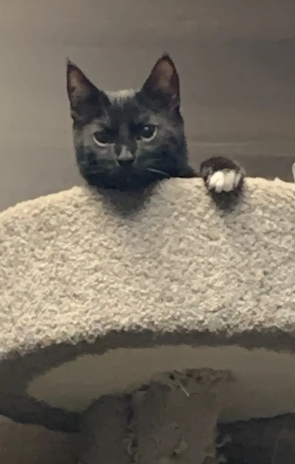 Board Member - Board of Directors - Cat Rescue