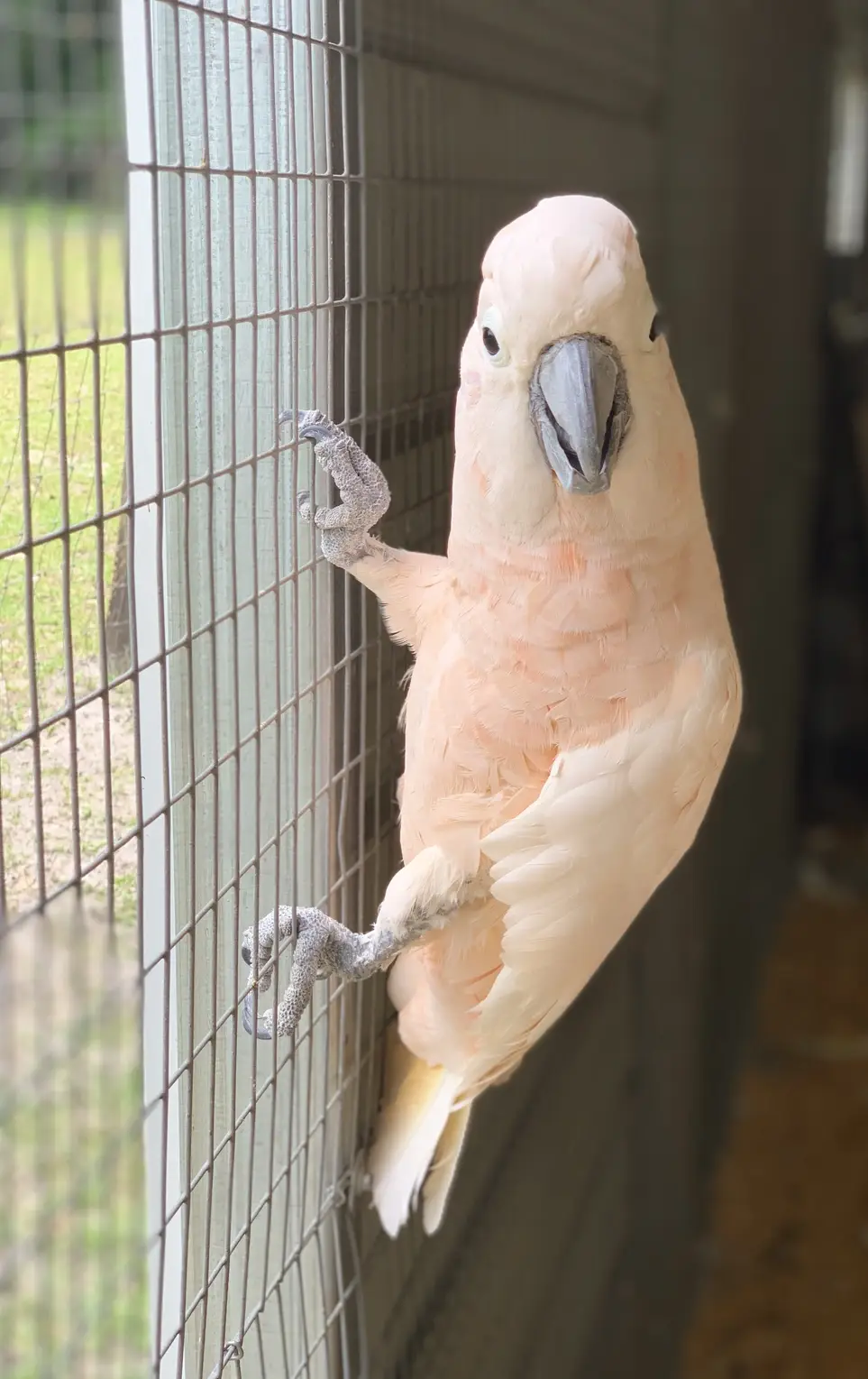 Court appointed hours come help animals!