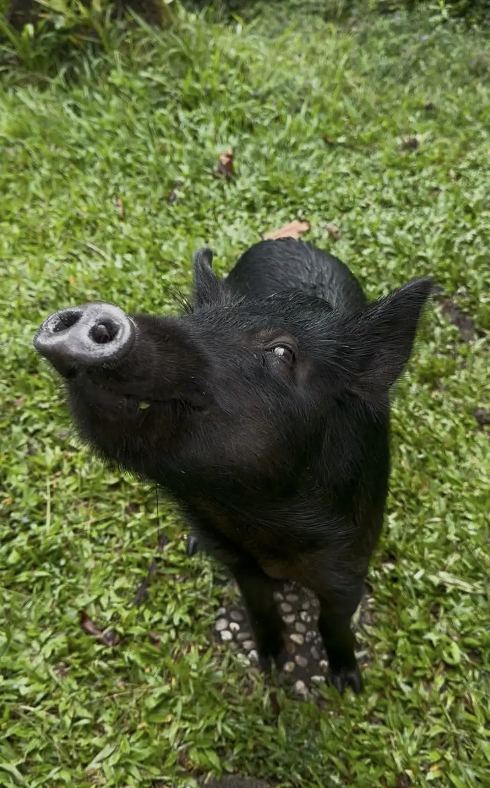 Selah's Pig Sanctuary Internship