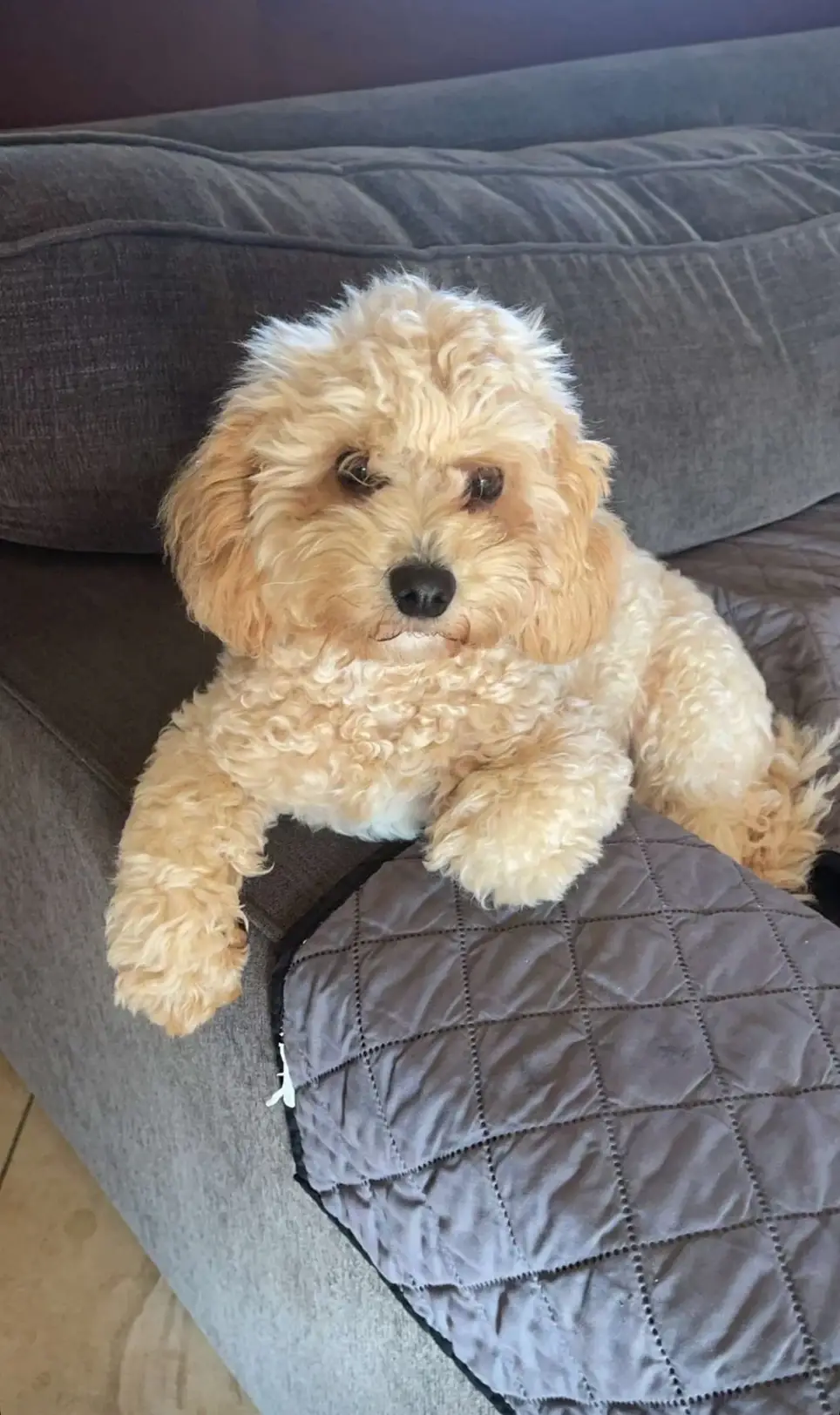 Therapy Dogs to support Hospice Patients