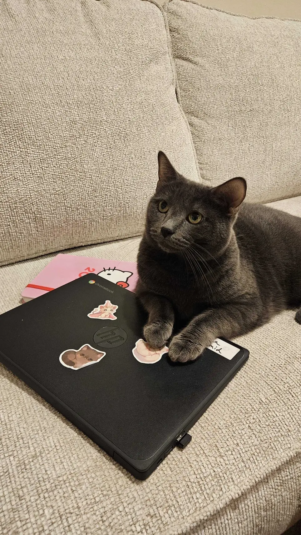 Cat & Kitten Foster Parent