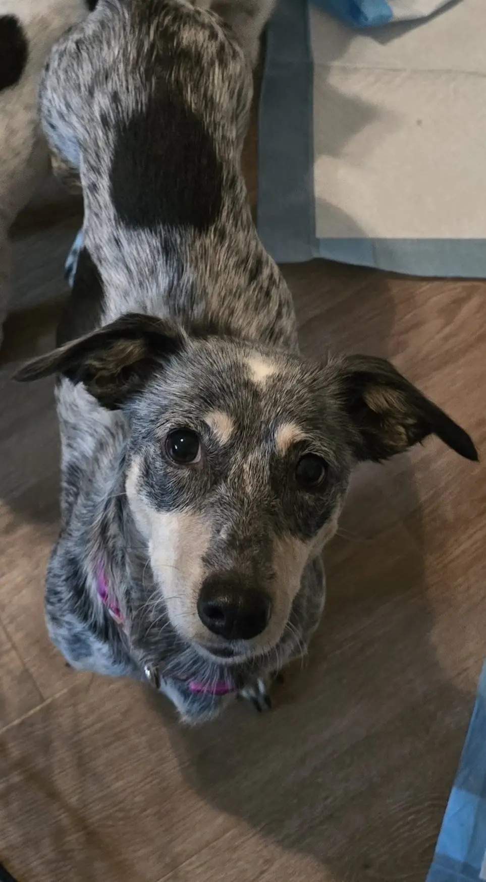 Temporary foster homes needed for 2 weeks to help save lives