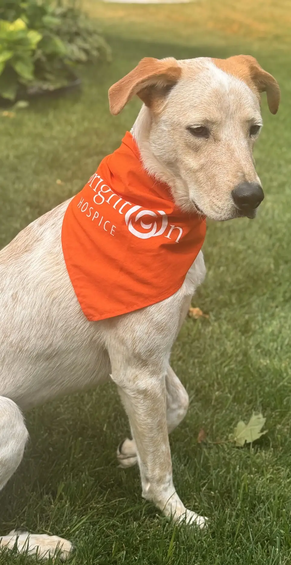 Turn Puppy Love Into A Purpose With Pet Therapy at Brighton Hospice!