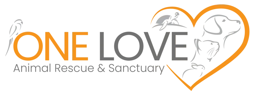 Social Media Content Volunteer