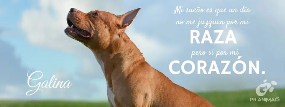 Social Media Volunteer — PR Animals: Rescue & Education for Dogs and Cats