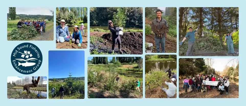 11/21/2026 Salmon Habitat Restoration Event on the Sammamish River in Woodinville! (1st tree planting event of the season!)