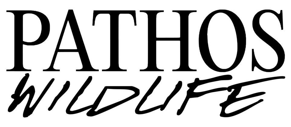 Video Editor for Social Media for Wildlife Conservation Organization
