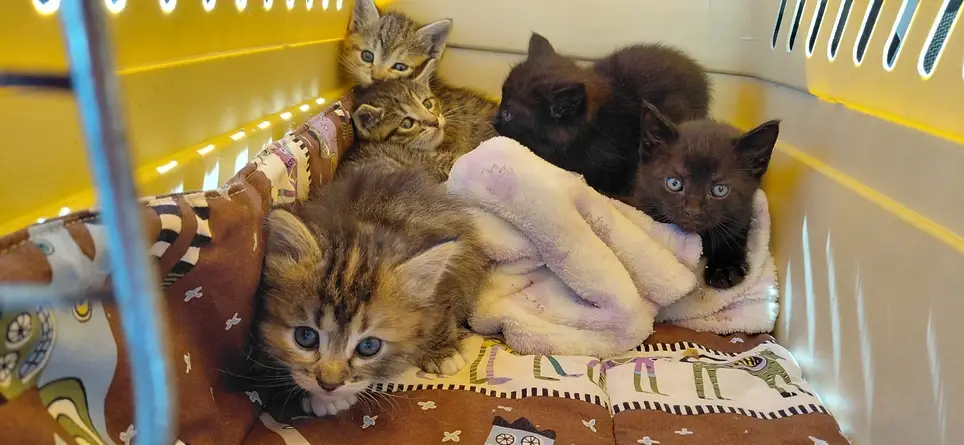 Foster Parenting