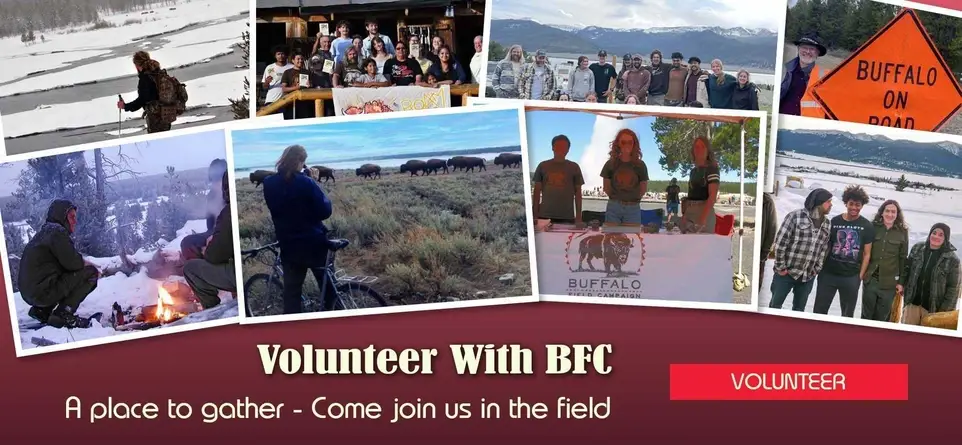Help protect Yellowstone's Wild bison: Spring migration volunteers needed!