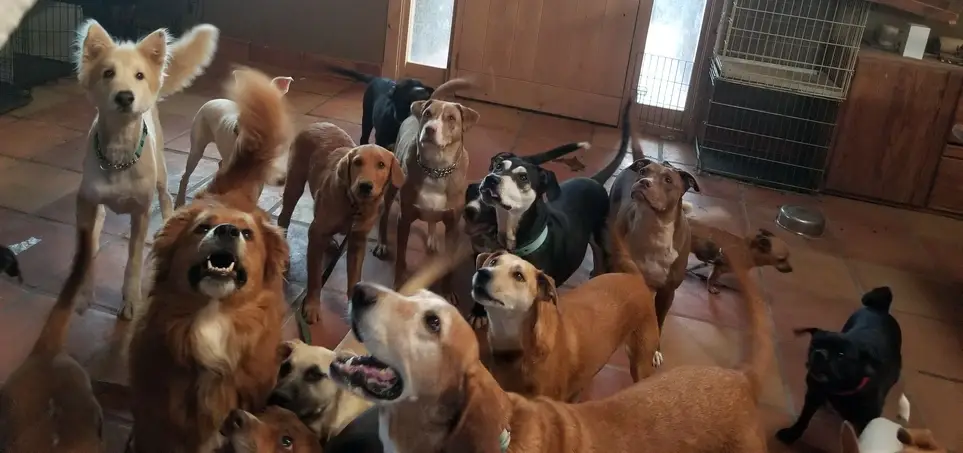 Help Abandoned and Homeless dogs heal, grow and find permanent loving homes.